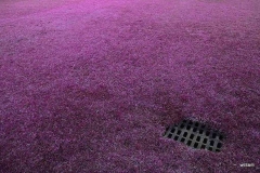 1_photo-pink-grass-william-rios