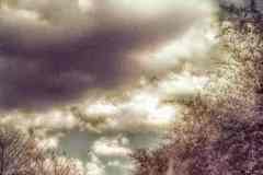 1_photo-trees-william-rios-art